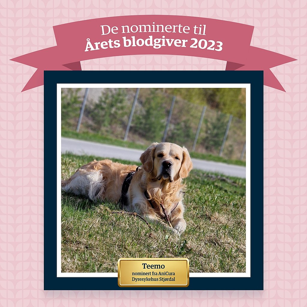 En hund som ligger på gresset.