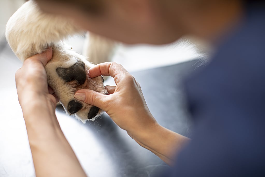 En person som berører en hunds nese.