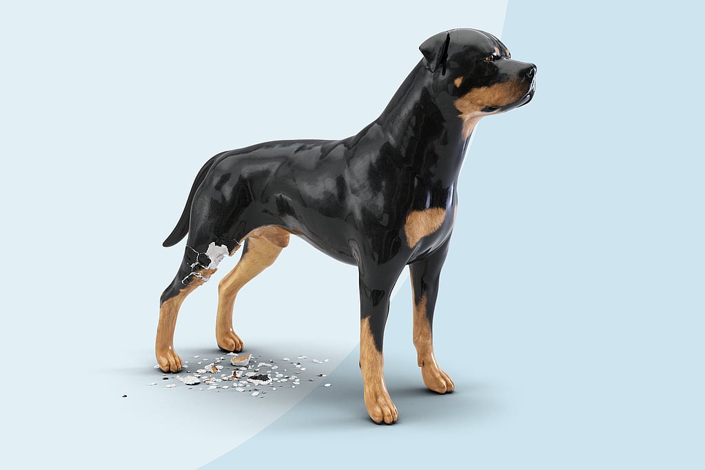 En hund med brukket pote.