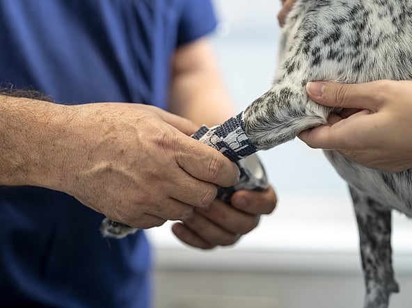 En person som legger en bandasje på en hund.