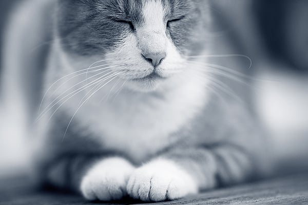 Et nærbilde av en katt.
