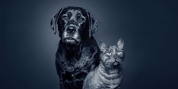 En hund og katt som ser inn i kameraet.