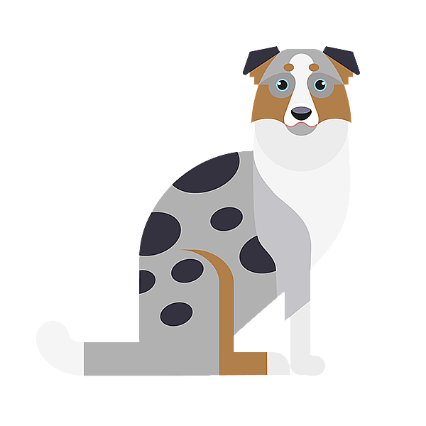 En hund som sitter på svart bakgrunn.