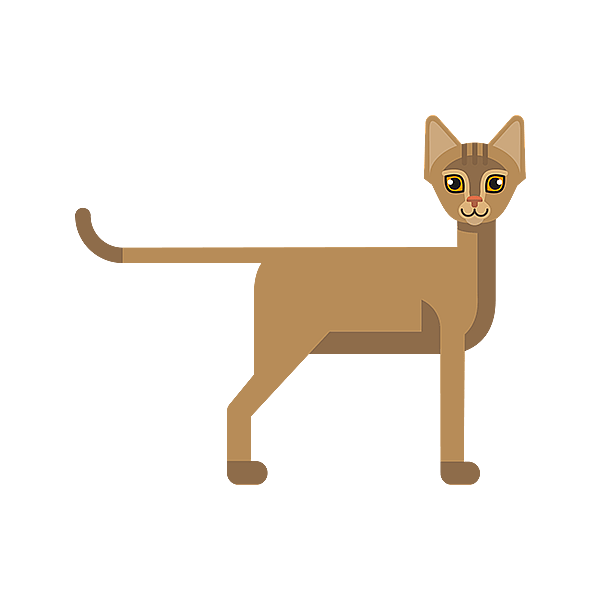 En katt med svart bakgrunn.