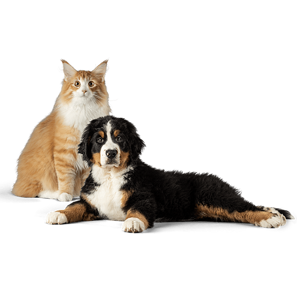 En katt og hund som ser på kamera.
