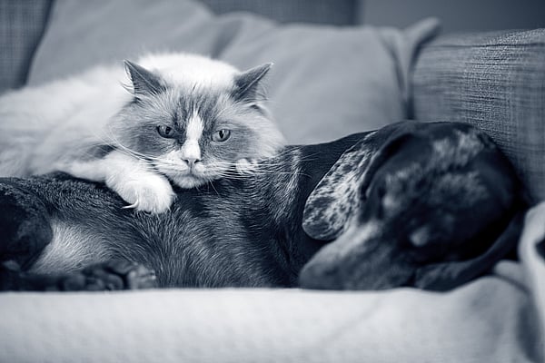 En katt som ligger på en hund.