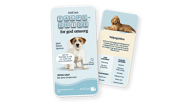En hund og en hundeguide.