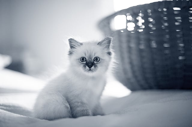 En katt som sitter i snøen.