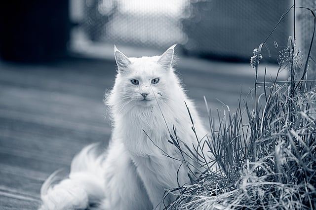 En hvit katt som sitter foran en plante.