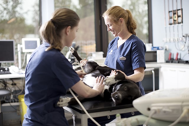 hund blir undersøkt av veterinær