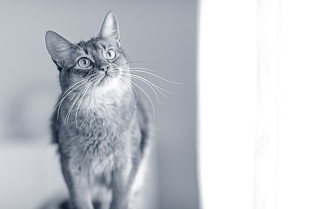 En katt som ser opp på noe.