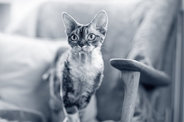 En katt som står på en stol.