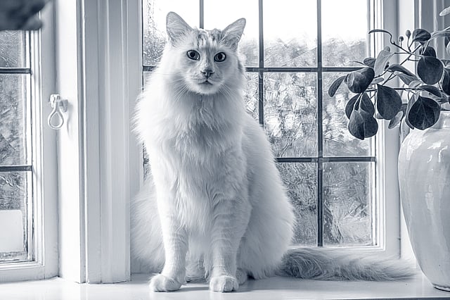 En katt som sitter foran et vindu.