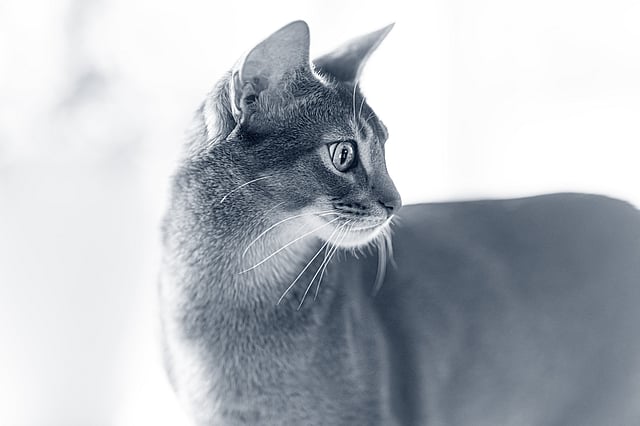 En katt som står på en avsats.