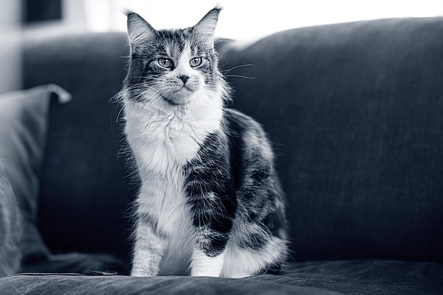 En katt som sitter på en sofa.