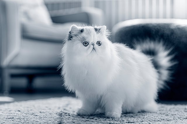 En hvit fluffy katt på et teppe.