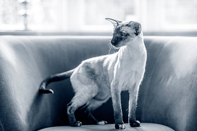 En katt som står på en sofa.