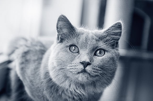 En katt som ser inn i kameraet.
