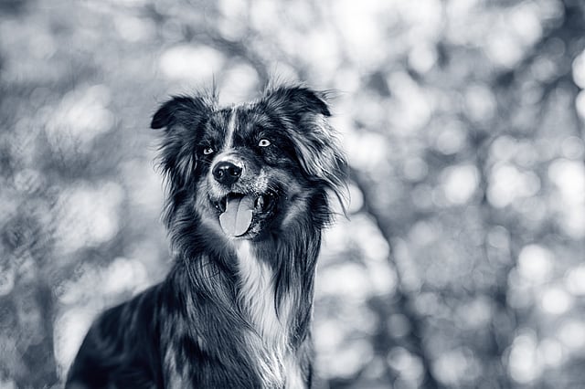 En hund med tungen ut.