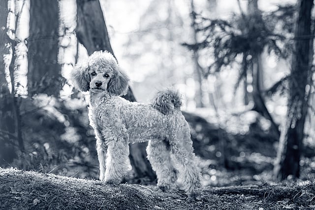 En hund som står i skogen.