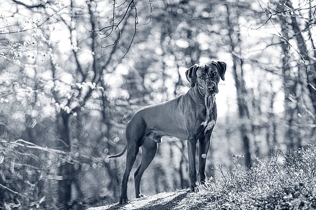 En hund som står på en høyde.