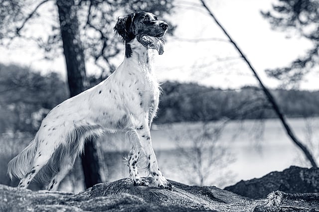 En hund som står på en stein.