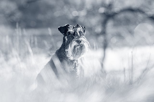 En hund som sitter i høyt gress.