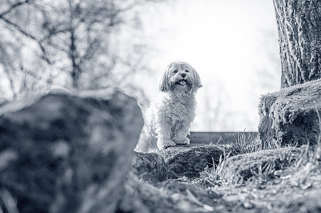 En hund som står på en stein.
