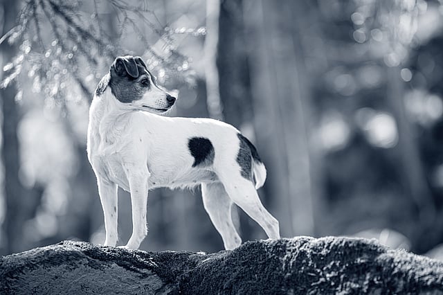 En hund som står på en stein.