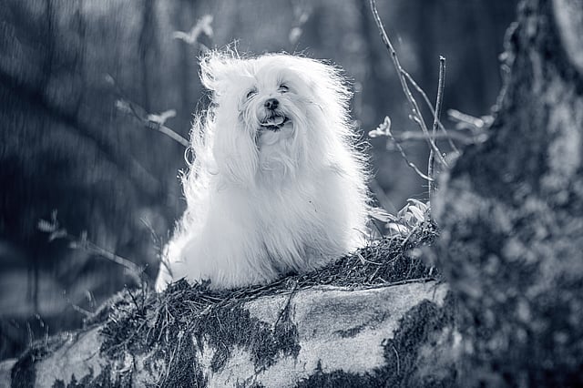 En hvit hund som sitter på en stein.
