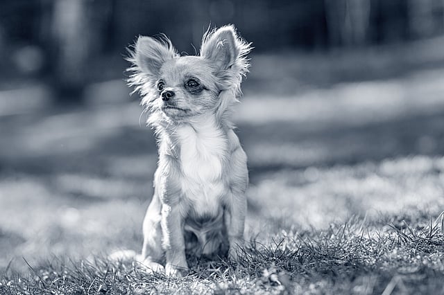 En liten hund som sitter i gresset.