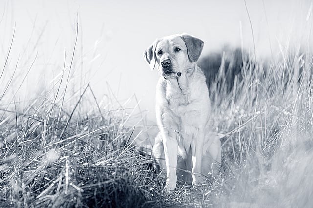 En hund som sitter i høyt gress.