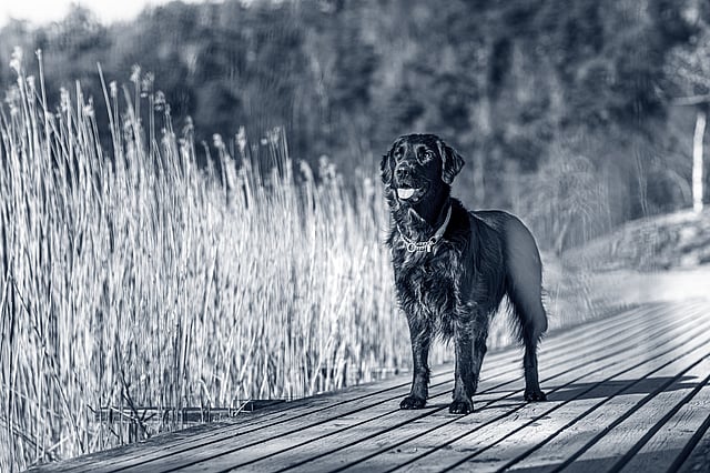 En hund som står på en trebrygge.
