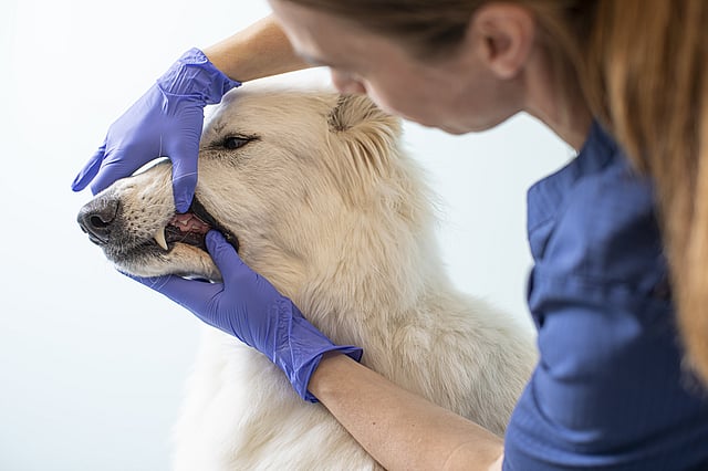 En person i blå hansker som berører munnen til en hund.