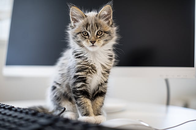 En katt som sitter på en benk.