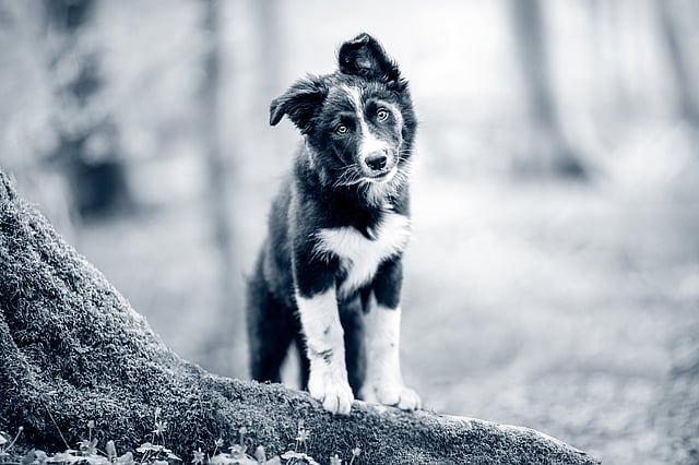 En hund som står på en tømmerstokk.