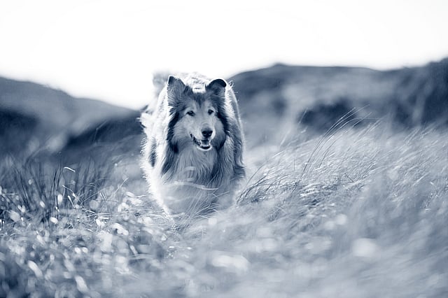En hund som løper gjennom høyt gress.