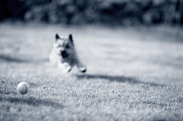 En hund som løper i gresset.