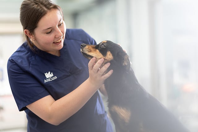 hund hilser på veterinæren