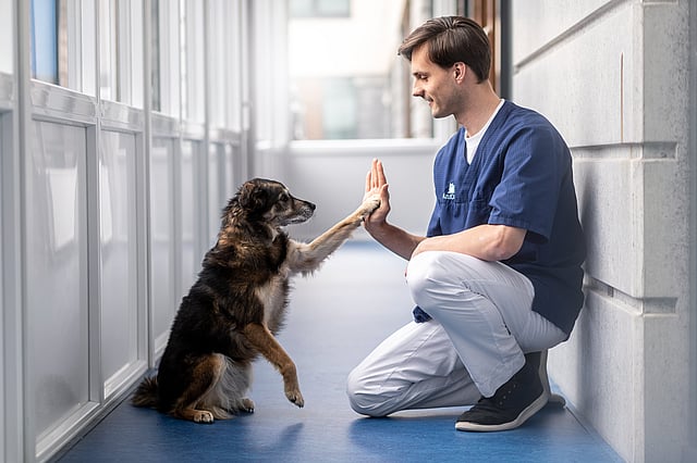 veterinær og hund
