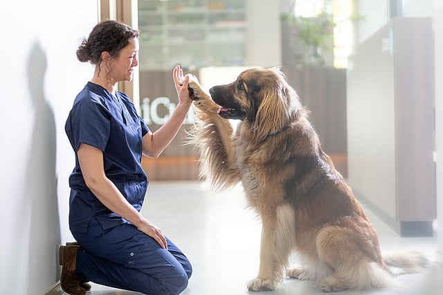 En person som gir en high five til en hund.