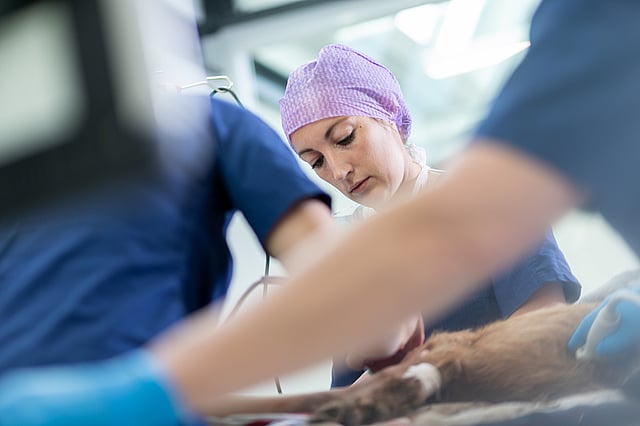 Veterinarian at work
