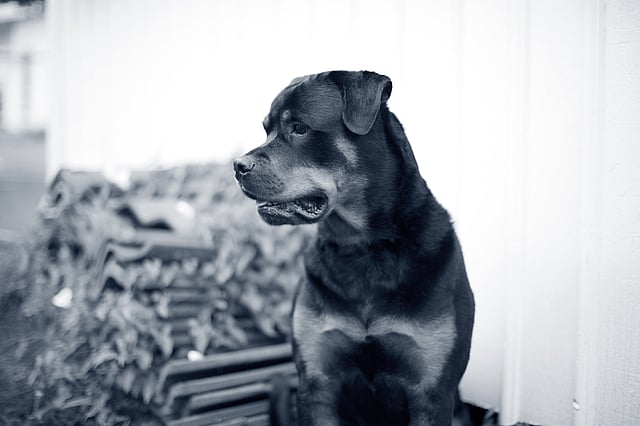 En hund som sitter i et rom.