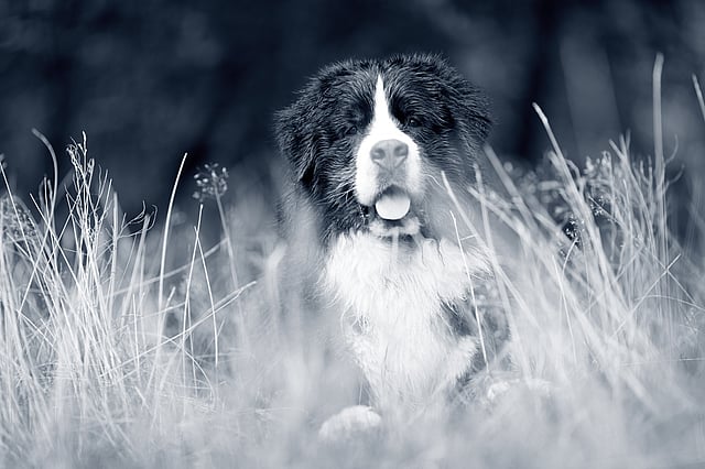 En hund som sitter i høyt gress.