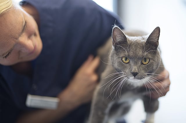 veterinær