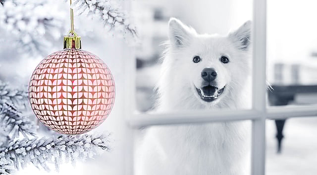 En hund som ser på en julepynt.