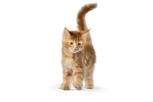 En katt som står på svart bakgrunn.