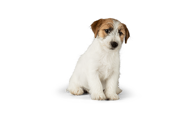 En hvit og brun hund.
