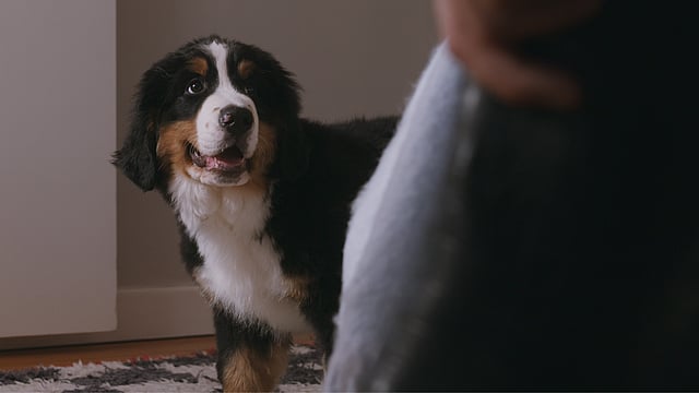 En hund som ser på noen.