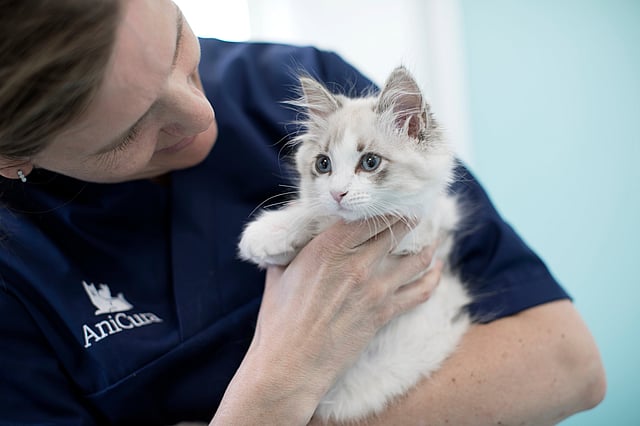 katt hos veterinæren